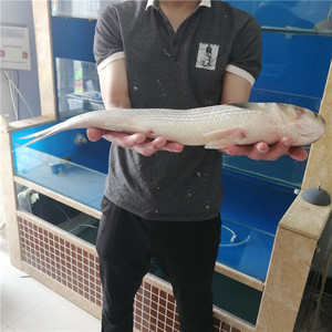 锦州野生鲜活海鲜水产海梭鱼白眼鱼梭子鱼海鱼乌头鲻鲻鱼乌鲻支鱼