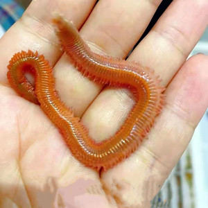 091人付款淘宝沙虫鱼饵酸沙虫一斤鱼饵特级鲜活新鲜北海干本地活沙蚕