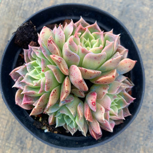 云南直发 天空之城多肉群生 小老桩多肉组合盆栽