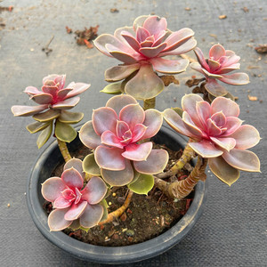 欧紫 新品种进口多肉植物 欧版紫珍珠精品皮实耐热阳台大颗花卉