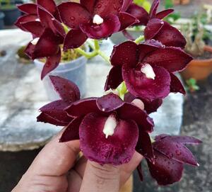 中兴 天鹅飘唇兰 珍宝之光-红珍珠&nbsp; monnierara jumbo delight