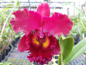 中兴兰业 卡特兰 rlc. shinfong unique 红天母 深红色大花