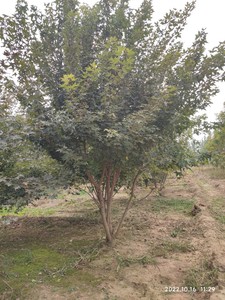 济南青岛4～5米丛生五角枫地产用苗公园绿化