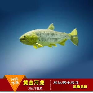 加拉辛猛鱼哥伦比亚巨暴鱼鱼黄金河虎活体热带观赏鱼红尾河虎鱼
