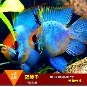 凤凰球鱼