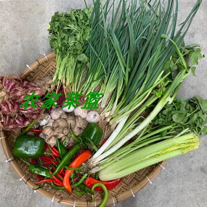 800人付款淘宝广东潮汕特色极美乌香菜种子圆叶香油麦菜种籽四季农家