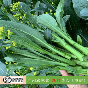 菜心新鲜农家