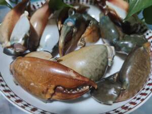 蟹钳鲜活大青蟹现剥新鲜大螃蟹腿大蟹钳子海鲜水产包邮2斤