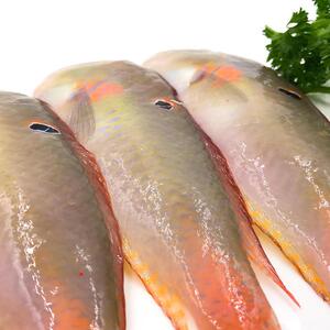 新鲜海捕野生海鲜鹦哥鱼小青衣深海鱼类蓝猪齿隆头鱼3斤洛神鱼