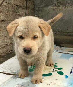 00 0人付款  淘宝 出售精品下司犬狩猎犬打猎犬活体长毛下司犬幼犬
