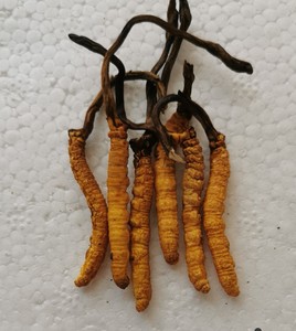 虫草亚香棒古尼虫草云贵虫草