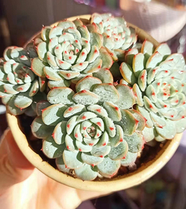 【姬莲群生老桩】美好的阳台植物白姬莲粉姬莲莲花老桩粗杆子植物