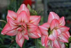 现货【僵尸】南非朱顶红【三球包邮】一品缘艺