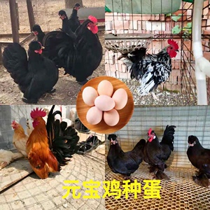 元宝鸡种蛋 观赏鸡 波兰鸡 翻毛鸡 矮脚鸡可孵化小鸡种蛋10枚包邮