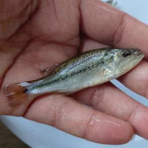 鲈鱼苗加州鲈鱼 淡水活体鱼苗 大口黑鲈 野钓鱼 路亚鱼苗鱼塘直销