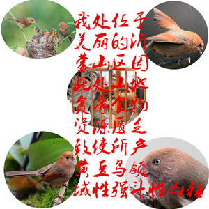 黄豆鸟黄腾鸟