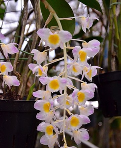 兰花*洋兰*石斛兰*粉红灯笼石斛(den.amabile)6苗带花苞上板精品