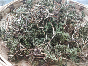 野生小春花