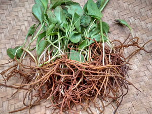 贵州食用农产品新鲜一支箭500克 中药材蛇吐须蛇咬子青藤瓶尔小草