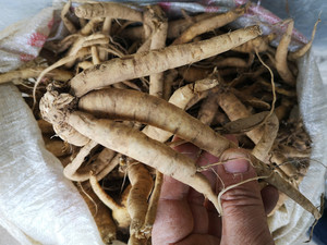 贵州农产品野生续断500g 中药材新鲜和尚头川段接骨草川续断纯根