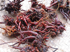 贵州新鲜红活麻根 中药材红线麻纯根小红麻红禾麻红火麻草药500克