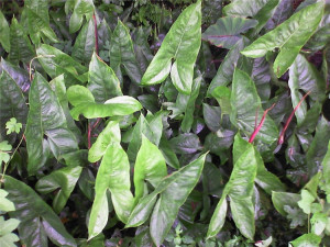 5斤/每份野生天河芋水刺芋竻藕勒慈茹水勒芋清热祛湿秋冬滋润汤料