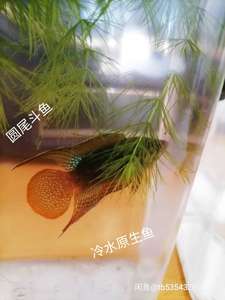 国产斗鱼原生圆尾普叉淡水耐低温冷水鱼观赏鱼练手鱼