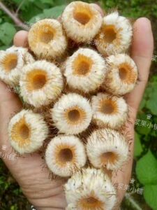 【茅莓果】茅莓果品牌,价格 - 阿里巴巴