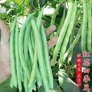 四季豆种子高产早熟爬藤四季播芸角种子春季架豆种籽阳台蔬菜种孑