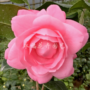 【六角粉莲茶花】珍贵稀有品种茶花 粉色系带花苞盆栽