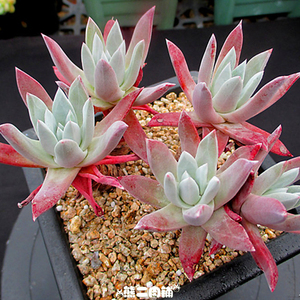 御剑仙女杯多肉植物一物一拍熊二肉铺