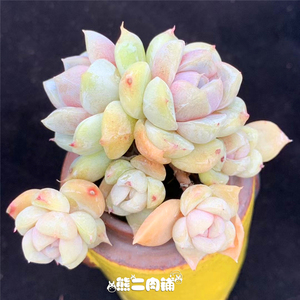 糖心汉堡多肉植物泰尼汉堡一物一拍熊二肉铺