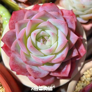 玫瑰女王多肉植物