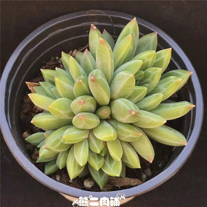 蕙兰多肉植物一物一拍暗纹系熊二肉铺