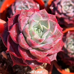 海琳娜多肉植物一物一拍熊二肉铺