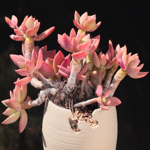 29芒果美人多肉老桩 云南露养大颗多肉植物 阳台好养粗桩多肉绿植