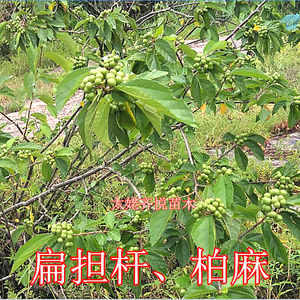 扁担杆苗新鲜柏麻版筒柴枝叶子娃娃拳麻糖果月亮皮葛荆麻树根果实