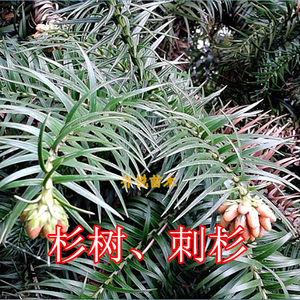 杉树根 刺杉树叶子 新鲜刺杉木根枝条切片 树根树皮香 杉果球果实