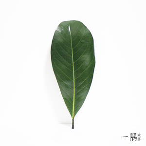 新鲜现摘广玉兰叶树叶白玉兰叶森林树叶枯树叶艺术婚庆铺面大叶子