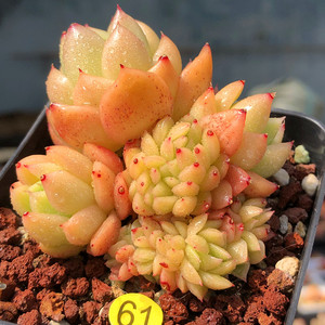 黄金麦秆多肉实生精选韩国进口贵货稀有杂交麦秆缀化老桩一物一拍