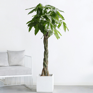 发财树盆栽辫子发财树办公室家居招财植物乔迁送礼除甲醛大型绿植