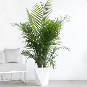 国王椰子大型盆栽办公室内净化空气吸甲醛植物客厅阳台好养真绿植