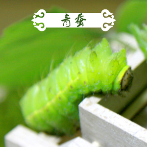 小芸绿色山珍 东北特产野生柞树蚕 青蚕 野生蚕虫 糖宝