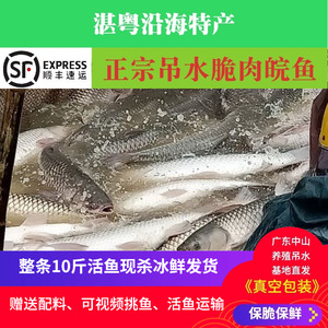 正宗中山东升脆肉鲩鱼鲜活鲩鱼脆鱼皖草鱼活现宰10斤产地冰鲜直发