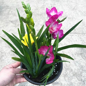 香雪兰盆栽带花发 香水兰 小仓兰 冬春阳台庭院盆栽花卉 包邮