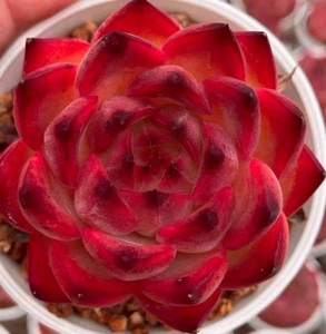 韩系精品红酒红冬东云单头红色月亮石篝火系杂交多肉植物一物一拍