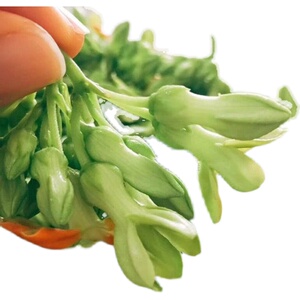 顺丰包邮食用夜香花夜来香夜兰花现摘食用月见草煲汤煎蛋产地直销