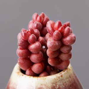 红色珊瑚珠多肉植物办公室创意绿植组合盆栽防辐射室内肉肉虹之玉