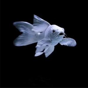 水族白金锦鲤冷水淡水观赏鱼锦鲤鱼活鱼凤尾短尾小型好养纯种鱼苗
