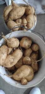 浙江衢州红薯新鲜1斤现挖黄心番薯农家老爸自种粉糯甜地瓜蜜薯